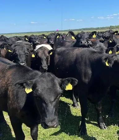 Privaatne Talu Otse Mere Aeaeres * Tahkuranna