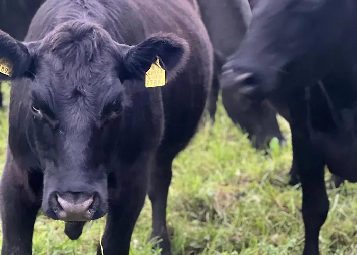 Σπίτι διακοπών Privaatne Talu Otse Mere Aeaeres