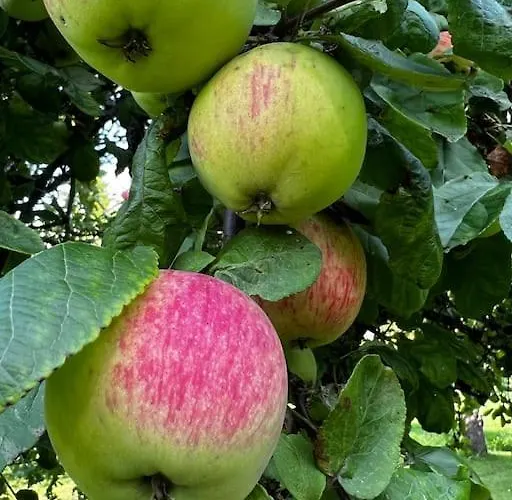 Σπίτι διακοπών Privaatne Talu Otse Mere Aeaeres Tahkuranna